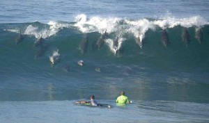 dolphins surfing
