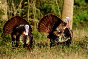 turkey_1