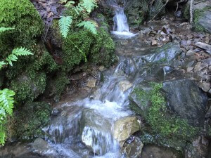Falls in Marin