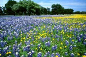 Springflowers